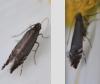 Glyphipterix simpliciella